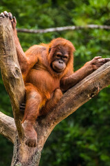 Orangutans are great apes native to the rainforests of Indonesia and Malaysia. They are now found only in parts of Borneo and Sumatra