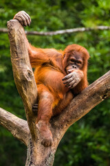 Orangutans are great apes native to the rainforests of Indonesia and Malaysia. They are now found only in parts of Borneo and Sumatra