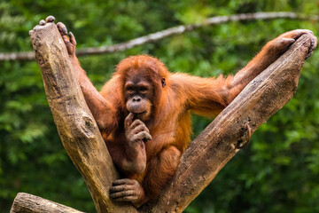 Orangutans are great apes native to the rainforests of Indonesia and Malaysia. They are now found only in parts of Borneo and Sumatra © lessysebastian