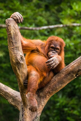 Orangutans are great apes native to the rainforests of Indonesia and Malaysia. They are now found only in parts of Borneo and Sumatra