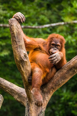 Orangutans are great apes native to the rainforests of Indonesia and Malaysia. They are now found only in parts of Borneo and Sumatra