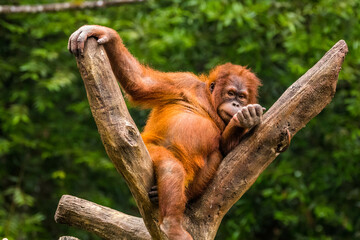 Fototapeta premium Orangutans are great apes native to the rainforests of Indonesia and Malaysia. They are now found only in parts of Borneo and Sumatra