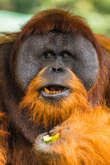 Fototapeta premium Orangutans are great apes native to the rainforests of Indonesia and Malaysia. They are now found only in parts of Borneo and Sumatra