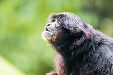 The siamang is an arboreal, black-furred gibbon native to the forests of Indonesia, Malaysia, and Thailand