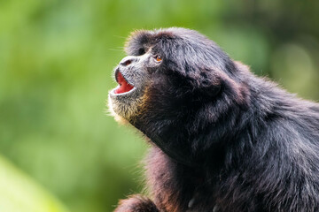 The siamang is an arboreal, black-furred gibbon native to the forests of Indonesia, Malaysia, and Thailand