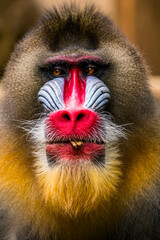 The mandrill (Mandrillus sphinx) is a large Old World monkey native to west central Africa. It is one of the most colorful mammals in the world