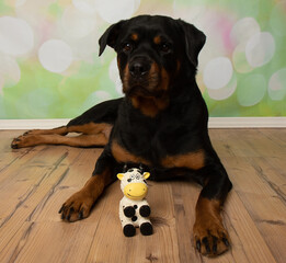 Fototapeta premium black and tan rottweiler puppy dog lying down with a toy cow