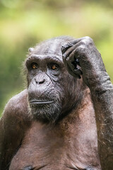 The chimpanzee also known as simply the chimp, is a species of great ape native to the forest and savannah of tropical Africa