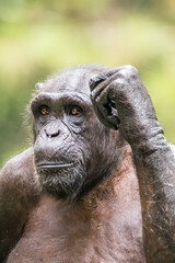 The chimpanzee also known as simply the chimp, is a species of great ape native to the forest and savannah of tropical Africa