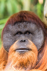 Orangutans are great apes native to the rainforests of Indonesia and Malaysia. They are now found only in parts of Borneo and Sumatra