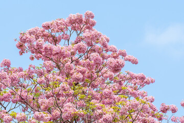 Close up of Pink Trumpet (Tabebuia rosea) flower in bloom along the road in Chiang Mai, Thailand. Romantic background scene. Selective focus..