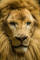 The lion (Panthera leo) is a large cat of the genus Panthera native to Africa and India