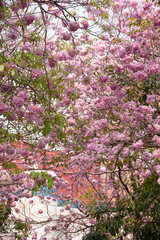 Beautiful Tabebuia rosea trees or Pink trumpet trees are in bloom along the road in Chiang Mai, Thailand. Romantic background scene. Selective focus.