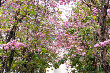 Beautiful Tabebuia rosea trees or Pink trumpet trees are in bloom along the road in Chiang Mai,...