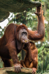 Orangutans are great apes native to the rainforests of Indonesia and Malaysia. They are now found only in parts of Borneo and Sumatra