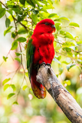 The eclectus parrot (Eclectus roratus) is a parrot that lives in the Solomon Islands, Sumba