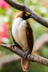 The birds-of-paradise are members of the family Paradisaeidae of the order Passeriformes. The majority of species are found in eastern Indonesia