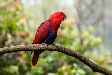 The eclectus parrot (Eclectus roratus) is a parrot that lives in the Solomon Islands, Sumba