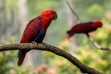 The eclectus parrot (Eclectus roratus) is a parrot that lives in the Solomon Islands, Sumba