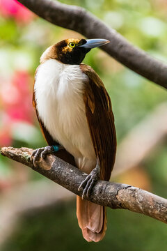 The birds-of-paradise are members of the family Paradisaeidae of the order Passeriformes. The majority of species are found in eastern Indonesia