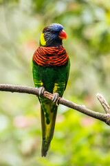 The coconut lorikeet (Trichoglossus haematodus), also known as the green-naped lorikeet