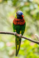 The coconut lorikeet (Trichoglossus haematodus), also known as the green-naped lorikeet