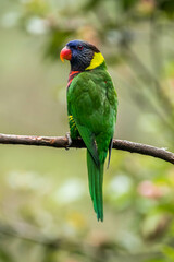 The coconut lorikeet (Trichoglossus haematodus), also known as the green-naped lorikeet