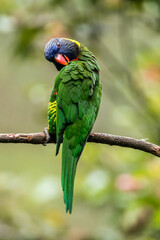 The coconut lorikeet (Trichoglossus haematodus), also known as the green-naped lorikeet