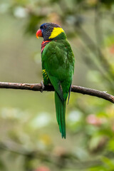 The coconut lorikeet (Trichoglossus haematodus), also known as the green-naped lorikeet