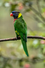 The coconut lorikeet (Trichoglossus haematodus), also known as the green-naped lorikeet