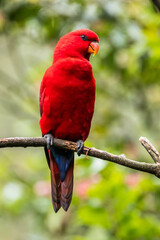 The eclectus parrot (Eclectus roratus) is a parrot that lives in the Solomon Islands, Sumba