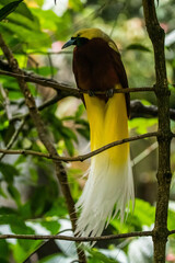 The birds-of-paradise are members of the family Paradisaeidae of the order Passeriformes. The majority of species are found in eastern Indonesia