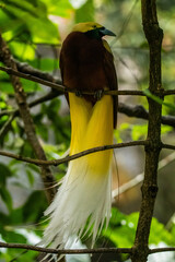 The birds-of-paradise are members of the family Paradisaeidae of the order Passeriformes. The majority of species are found in eastern Indonesia