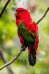 The eclectus parrot (Eclectus roratus) is a parrot that lives in the Solomon Islands, Sumba