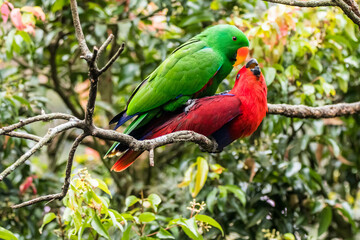 The eclectus parrot (Eclectus roratus) is a parrot that lives in the Solomon Islands, Sumba