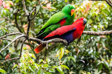 The eclectus parrot (Eclectus roratus) is a parrot that lives in the Solomon Islands, Sumba