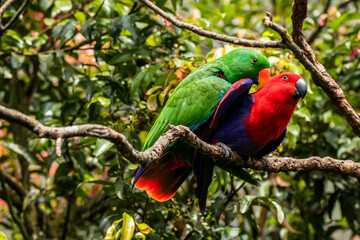 The eclectus parrot (Eclectus roratus) is a parrot that lives in the Solomon Islands, Sumba