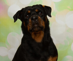 Obraz premium black and brown rottweiler puppy dog watching a treat