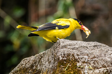 Fototapeta premium The black-naped oriole (Oriolus chinensis) is a passerine bird in the oriole family that is found in many parts of Asia