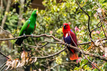 The eclectus parrot (Eclectus roratus) is a parrot that lives in the Solomon Islands, Sumba