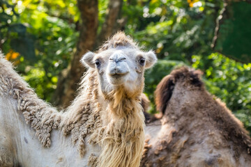 the dromedary camel, Arabian camel, or one-humped camel, is a large even-toed ungulate, of the...