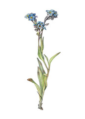 Watercolor forget - me - not isolated on white background. Spring and summer flower for sticker or sketchbook and card. Hand-drawn clipart for wallpaper or wrapping. Vintage romantic element