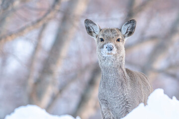 鹿が雪に顔を突っ込む