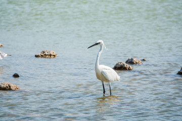 The small white heron or Little egret stands in the lake