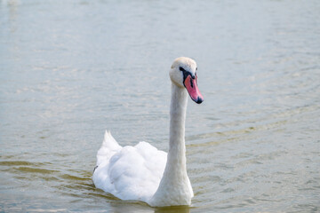 Naklejka premium Graceful white Swan swimming in the lake, swans in the wild. Portrait of a white swan swimming on a lake.
