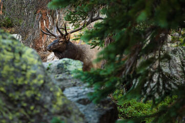 elk in the woods
