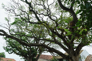 Old branches of a tree with against the sky and roofs of houses