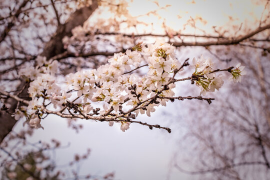 Beautiful floral spring nature background. Branches of blooming sakura and flowers with blur elements. Photos for postcards and backgrounds with the possibility of copy space