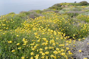 field of california brittlebush