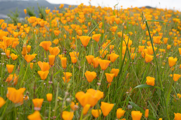 field of yellow poppies